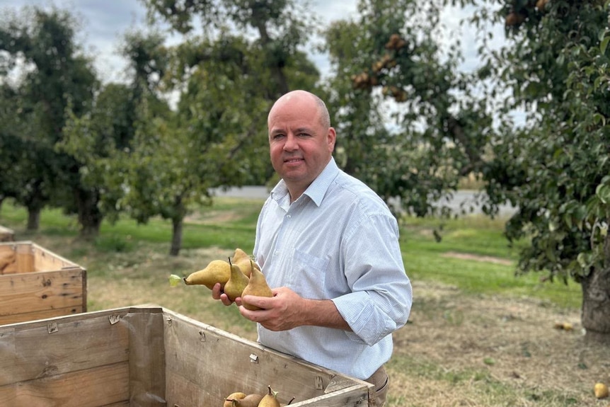 A man in a light coloured shirt stands in an orchard holding pears
