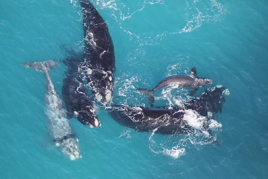 whales in the water off the great Australian bight