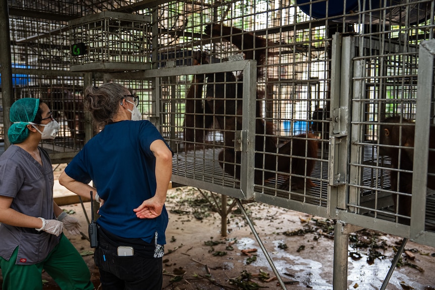 Two people look at an orangutans in a cage in Indonesia.