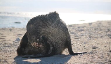 Seal spotted on Vanuatu's easternmost island
