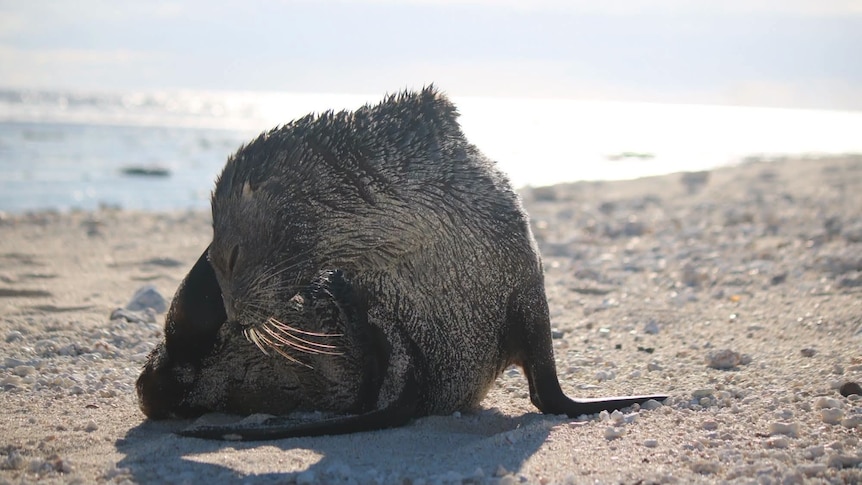 Seal spotted on Vanuatu's easternmost island