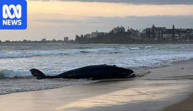 Dead humpback whale towed off Sunshine Coast beach