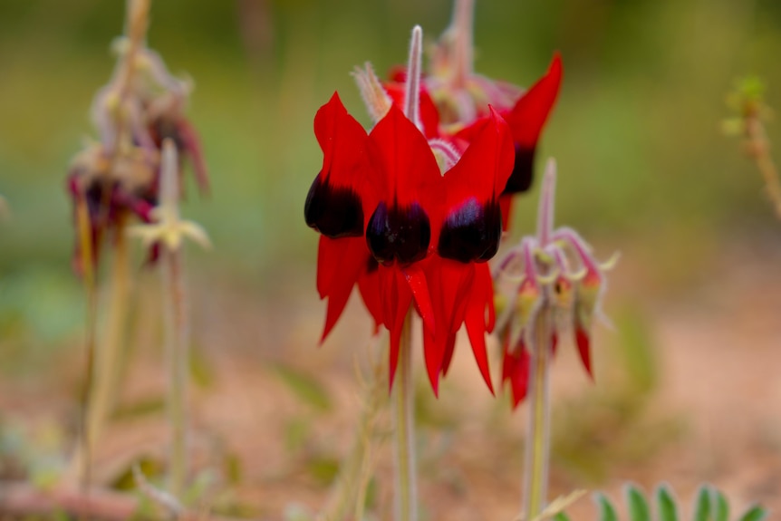 Close-up photo of red and black flowers.