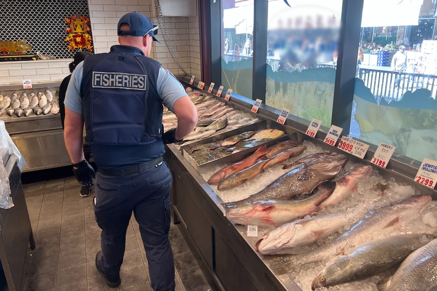 An officer from Fisheries NSW walks through an indoor fish market.