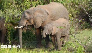 The image shows two elephants - a mother on the left and a small calf next to her on the right of the image. They appear to be eating forest plants. There is dense, green forest around them and their mouths are open as if mid-meal.