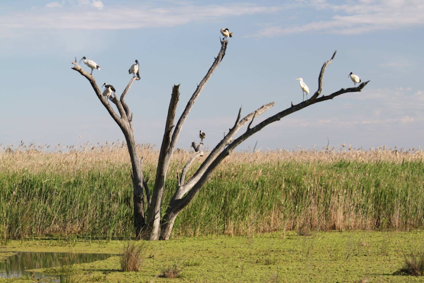 A group of birds sitting on a leafless tree stump