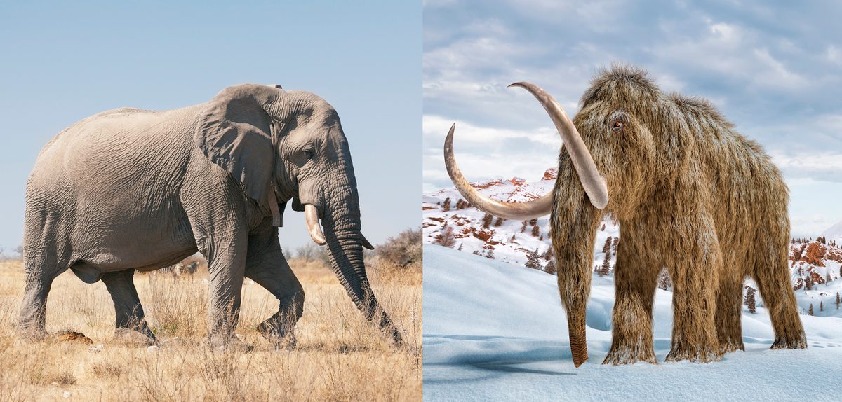 mammoth vs elephant