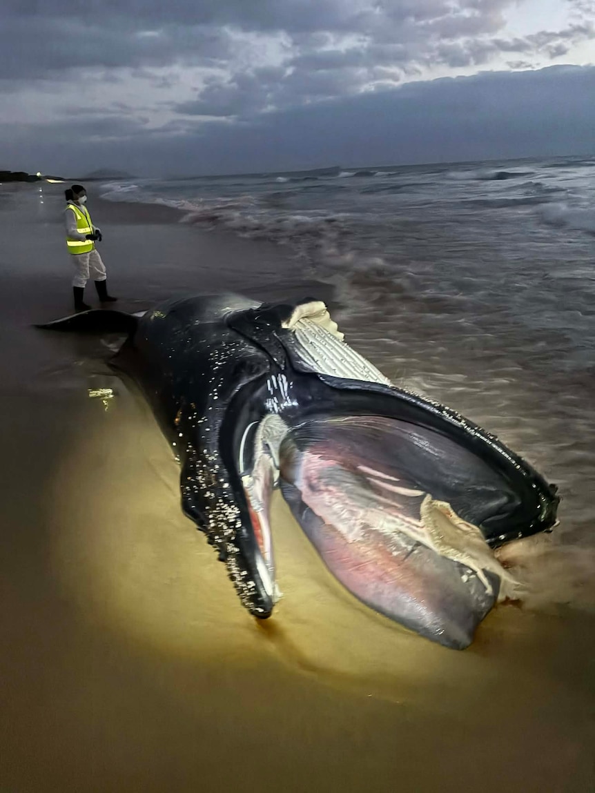A dead whale with its mouth open lies on the sand.