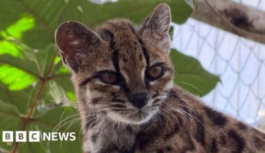 Spotted wildcat from Bolivian forest revealed as new species - BBC