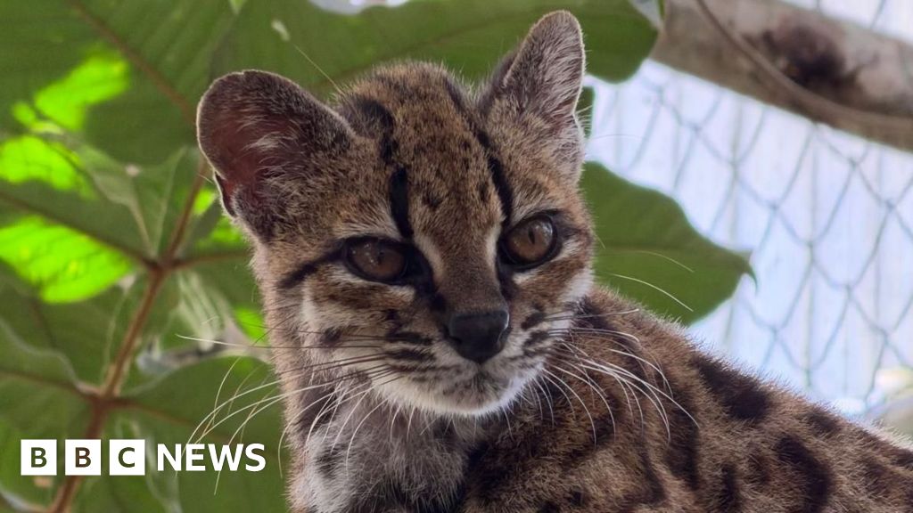 Spotted wildcat from Bolivian forest revealed as new species - BBC