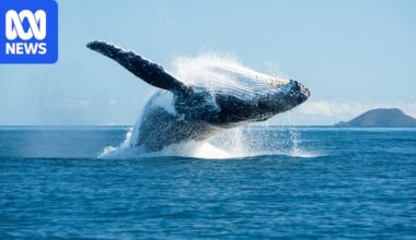 International Whaling Commission to discuss continued threats to whales