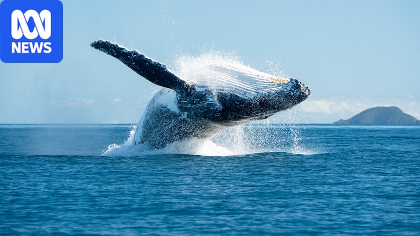 International Whaling Commission to discuss continued threats to whales