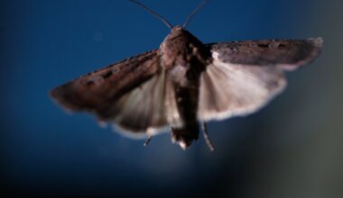 Bogong moths: Why the endangered species is making a surprising return to NSW and Sydney