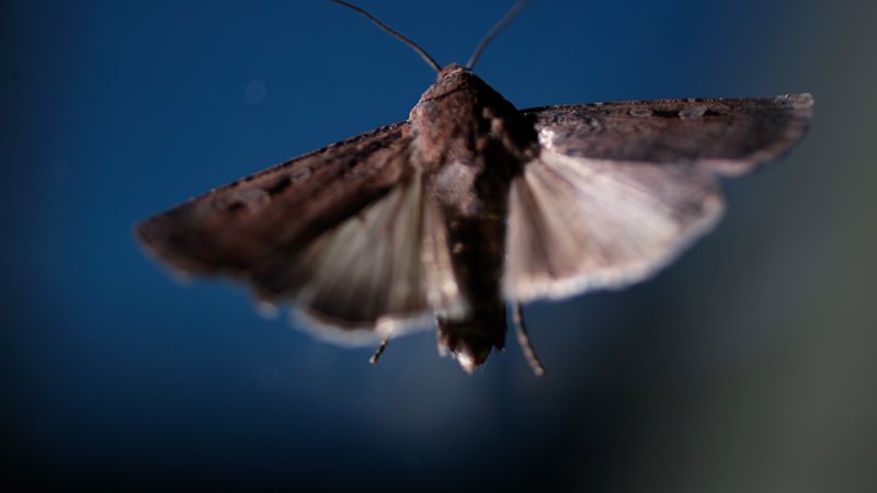 Bogong moths: Why the endangered species is making a surprising return to NSW and Sydney