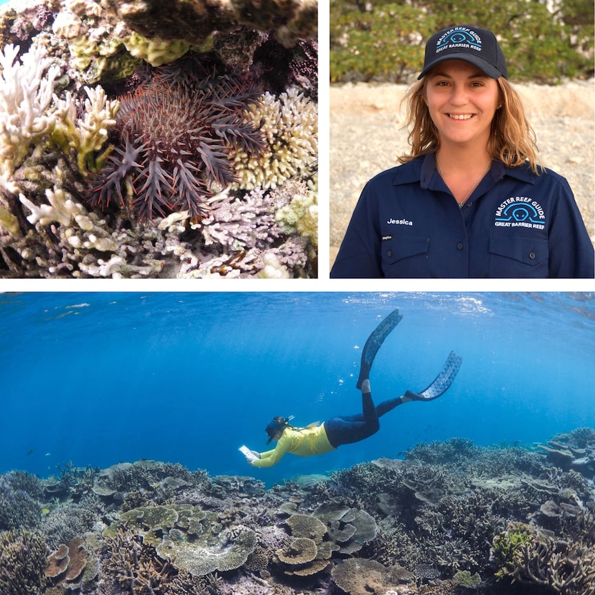 Three images showing a smiling woman, a big purple starfish and a woman snorkelly above a coral reef.