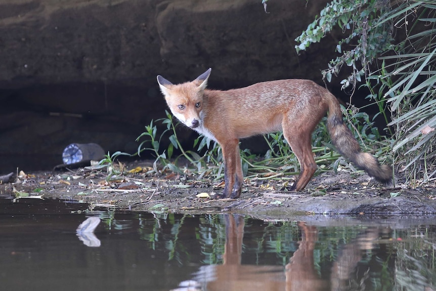 An very urban fox taken near Parramatta in Sydney