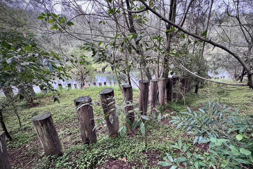 Rows of timber going down to the river with vegetation growing up around them.