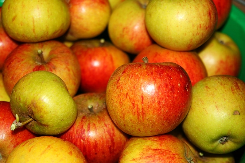 Cox's Orange Pippin Apple