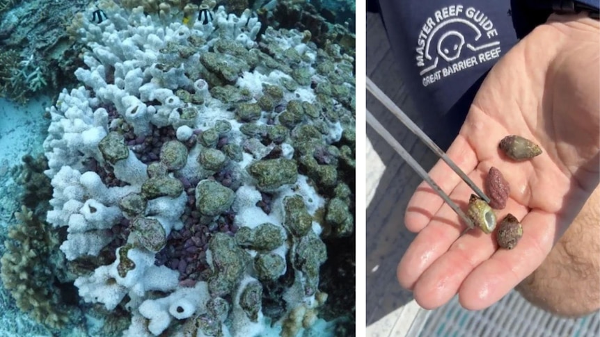 Two images, one showing small purple snail shells on coral underwater, the other shows shells in a hand with tweezers.