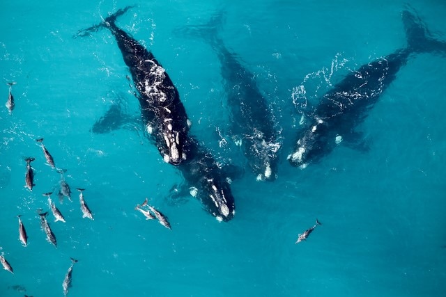 Southern right whales, surrounded by calves in blue water.