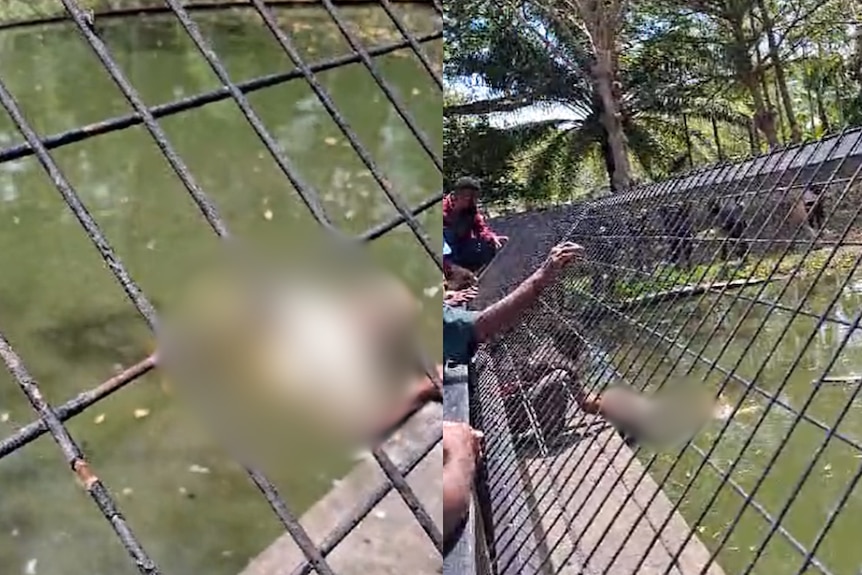 Blurred image of crocodile attack at PNG Adventure Park