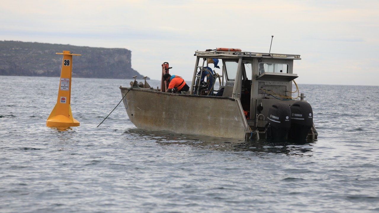 New South Wales to roll out new shark management technology for summer, reinstate nets at 51 beaches