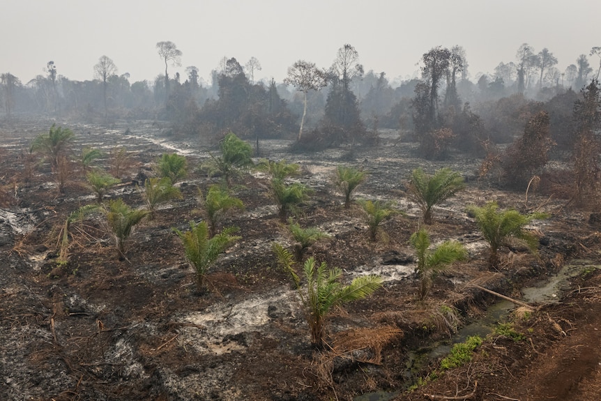 A field that had been cleared by fire, with fresh palm trees growing.