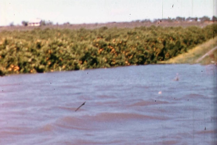 citrus trees underwater