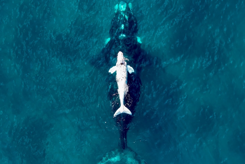 A white whale calf
