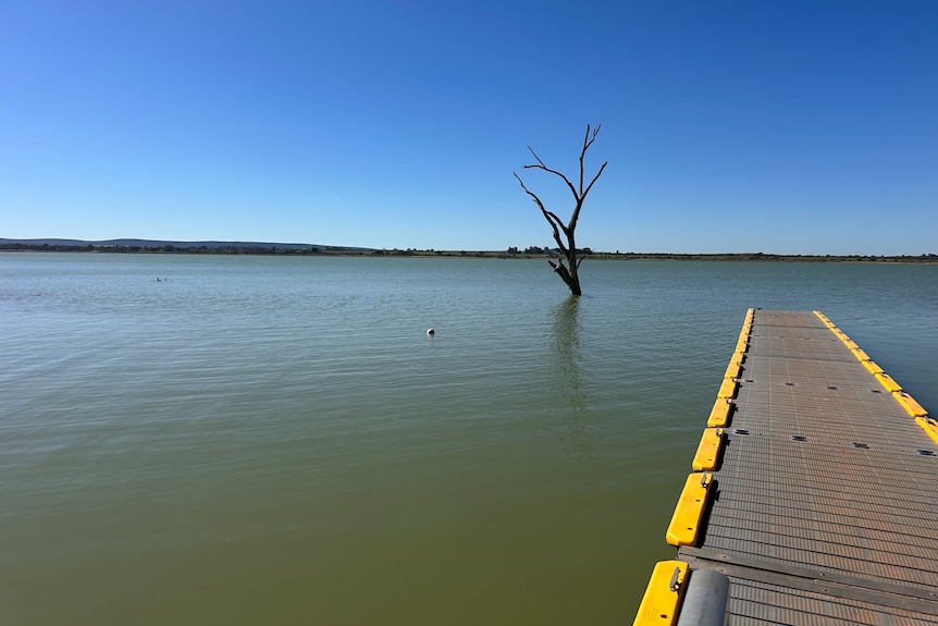 A wooden pontoon with a body of water and a bare tree in the middle of the lake