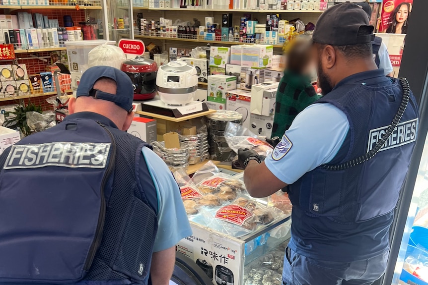 Fisheries NSW officers inspecting dried abalone stock at a shop.