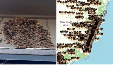 Bogong moths swarm homes across eastern Australia in annual migration ‘bungle’