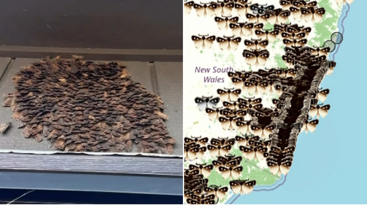 Bogong moths swarm homes across eastern Australia in annual migration ‘bungle’
