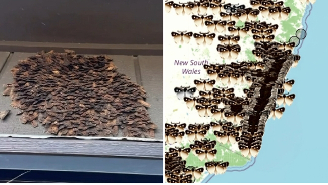 Parts of eastern Australia have become inundated with swarms of endangered bogong moths during their annual migration.