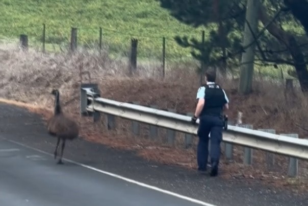Emu on side of road, police officer chasing after.