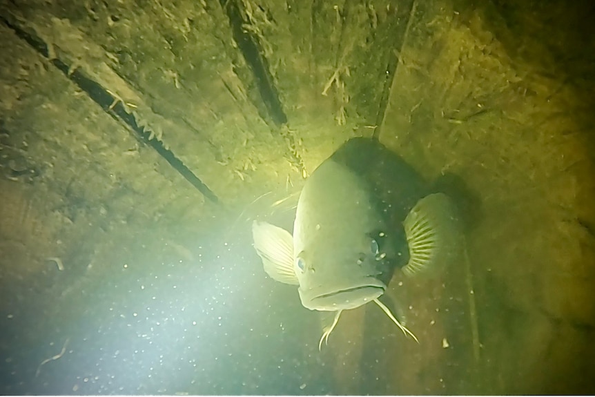 A fish inside a hollow log.