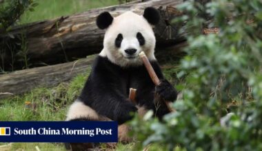 Giant pandas Ping Ping and Fu Shuang touch down in the US under new loan deal