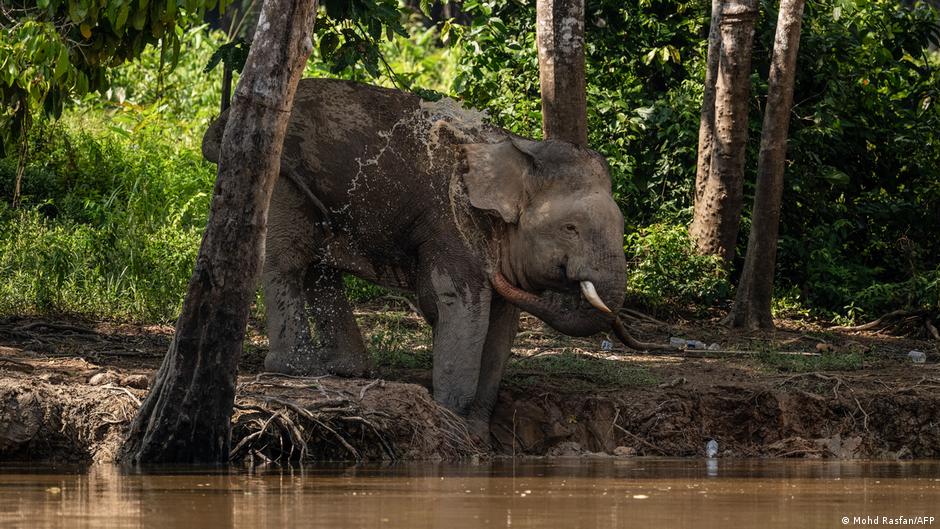 Malaysia: Hope for Borneo's endangered pygmy elephants