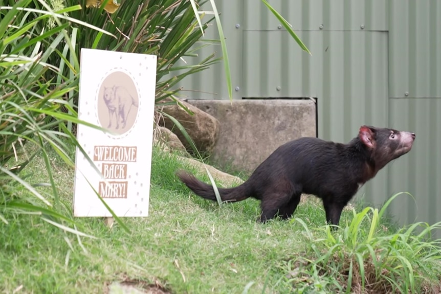 A Tasmanian devil next to a welcome sign.