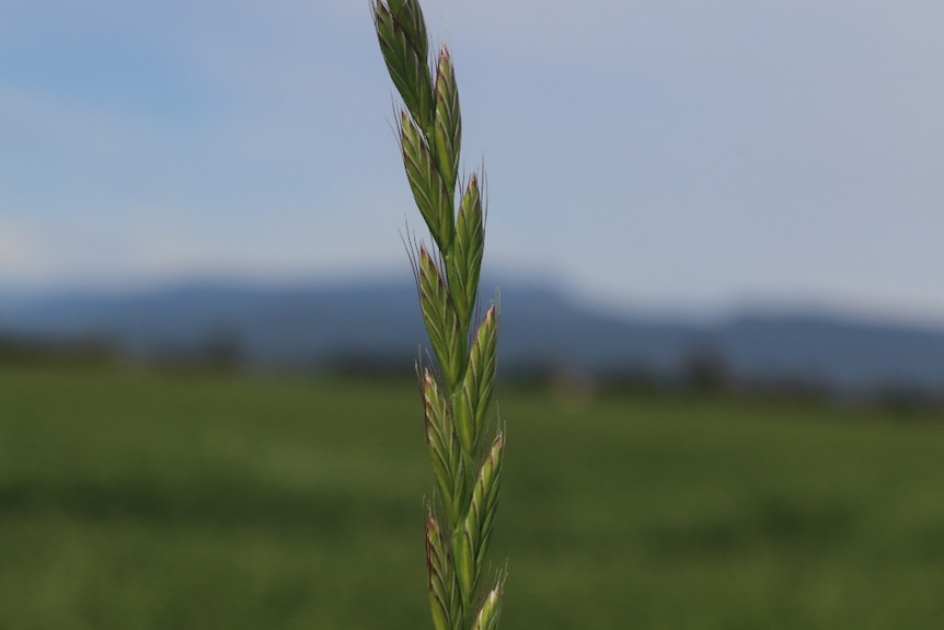 Tasmania's nascent pasture industry has the potential to carve out a profitable and niche market according to US pasture seed specialists