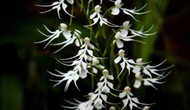 Biodiversity credits shouldn’t copy the carbon market playbook (commentary)