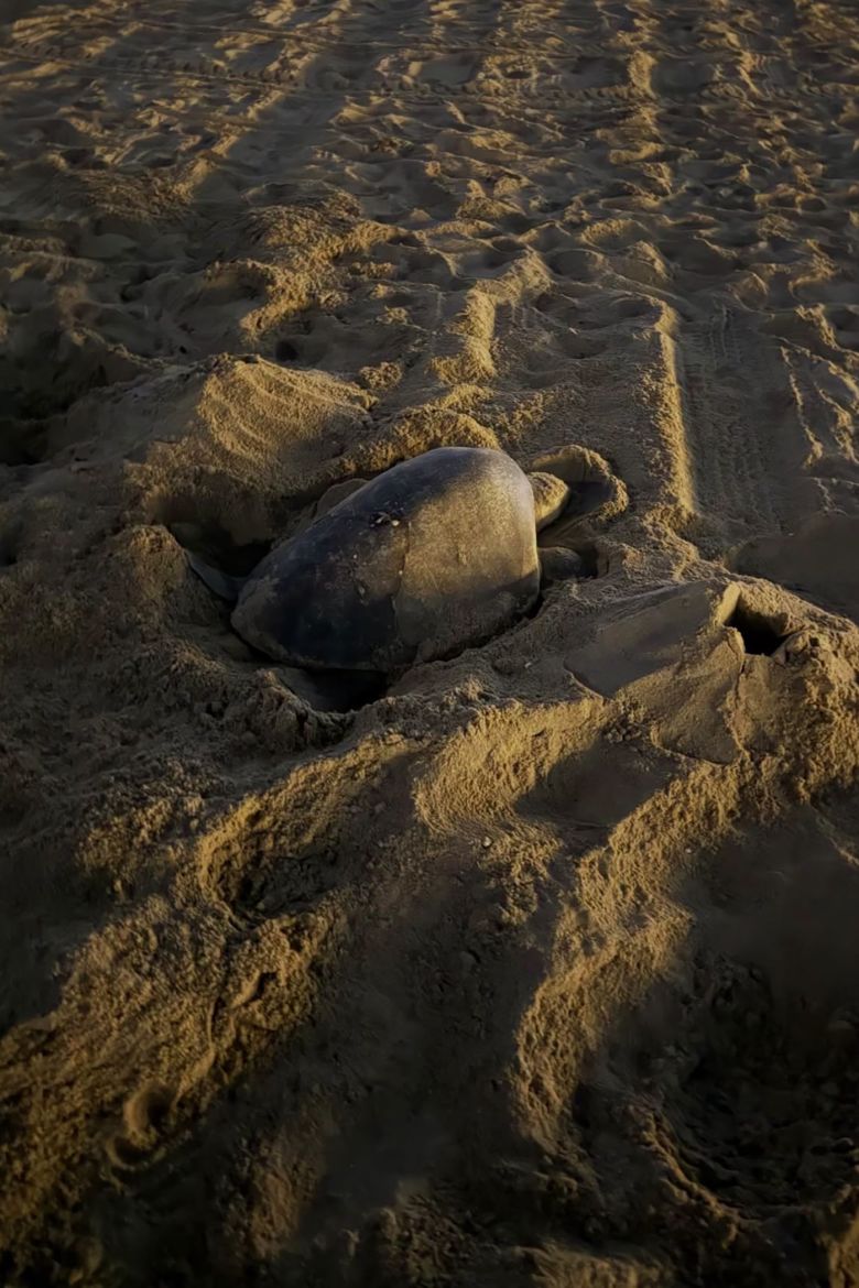 The nesting olive ridley sea turtle near the Huntington Beach Pier, California.