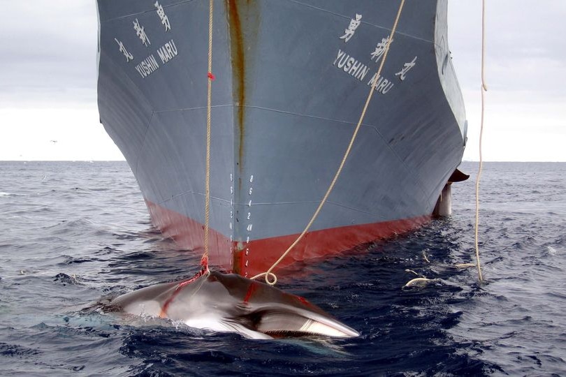 A dead minke whale sits next to the Japanese whaling vessel Yushin Maru.