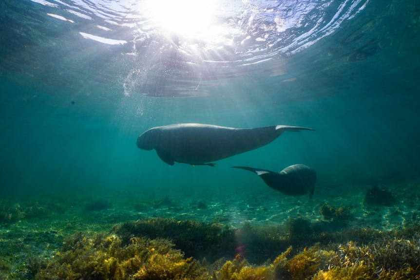 A pair of dugongs swim near the ocean floor, beams of sunlight streaming through the water's surface above.