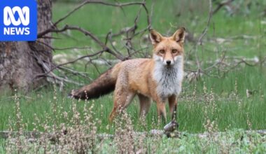 Authorities confirm fox death from bird flu in Victoria, suspected case in dolphin