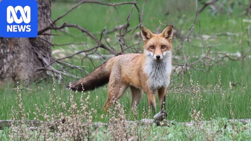 Authorities confirm fox death from bird flu in Victoria, suspected case in dolphin