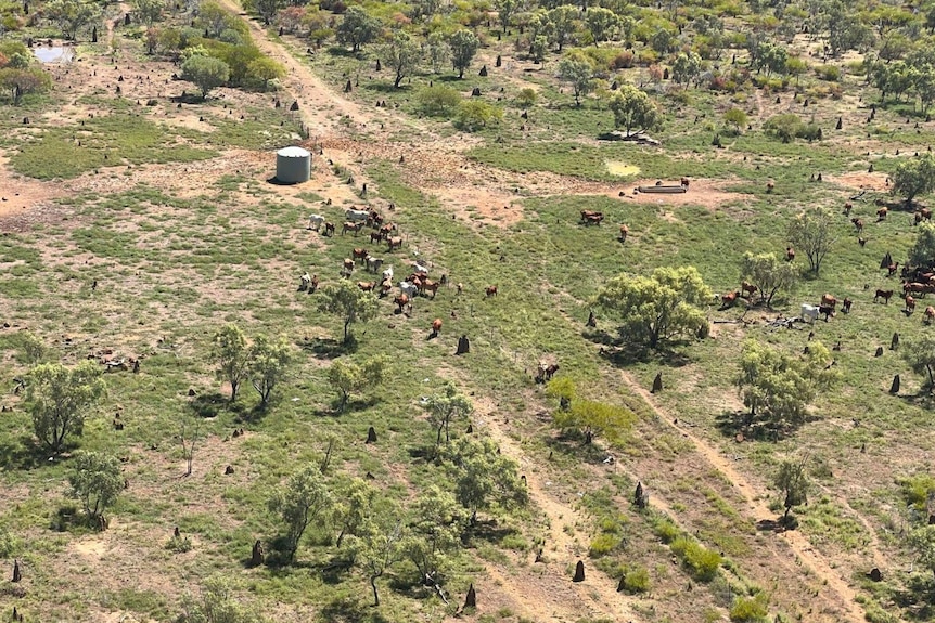 Drone shot of cattle on a station