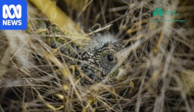 Rare video of night parrot chick hiding in spinifex tunnel in WA desert