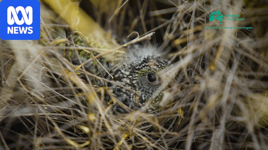 Rare video of night parrot chick hiding in spinifex tunnel in WA desert