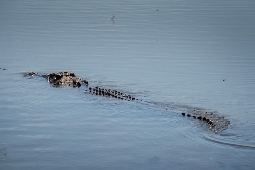 The head and back of a crocodile breaking through the surface of the water